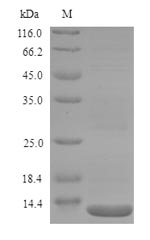 (Tris-Glycine gel) Discontinuous SDS-PAGE (reduced) with 5% enrichment gel and 15% separation gel.
